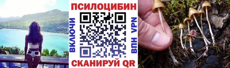 купить   Козловка  Галлюциногенные грибы MAGIC MUSHROOMS 